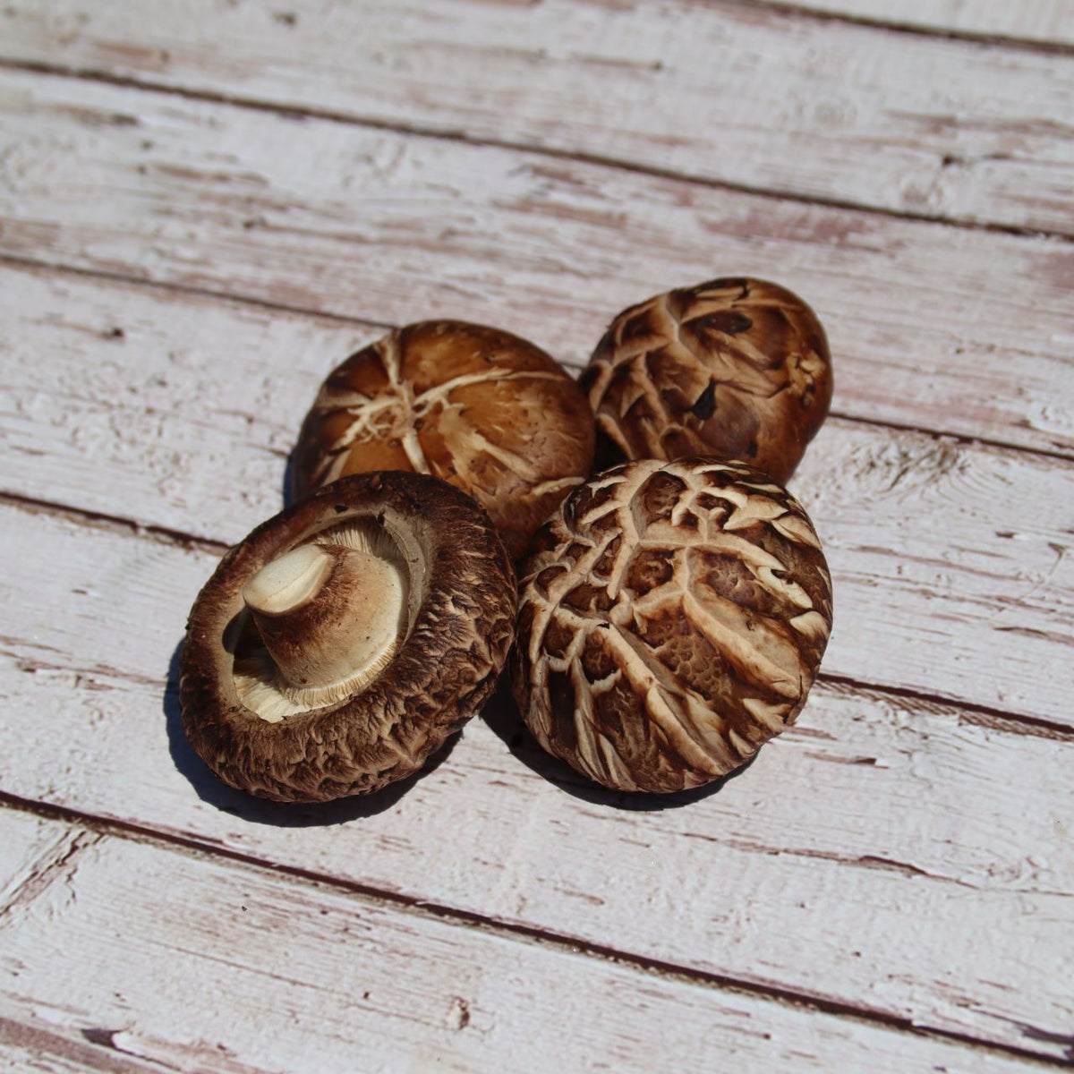 Shitake Mushroom - Andrews Bushey