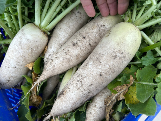 DAIKON Radish | Suzuki Farm | 1 pc