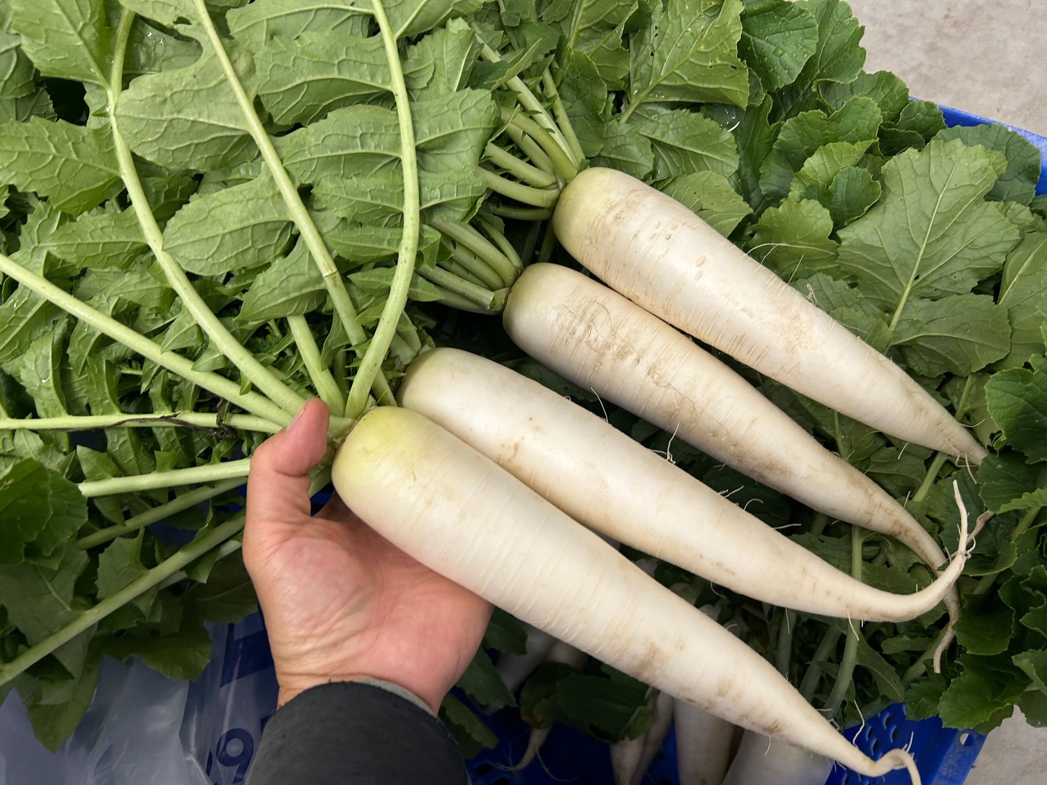DAIKON Radish | Suzuki Farm | 1-2 pc