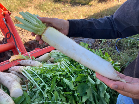DAIKON Radish | Suzuki Farm | 1 pc