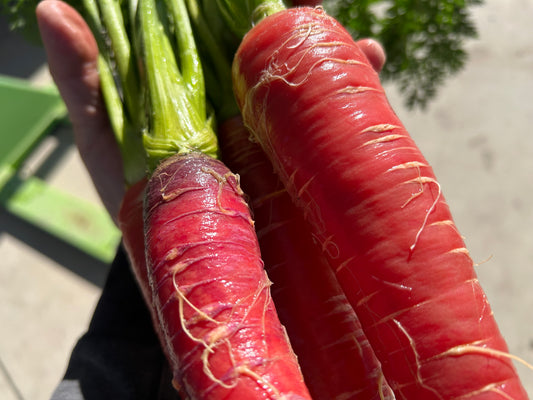 Kyoto Red Carrot "KINTOKI"  | Suzuki Farm | 1 bunch