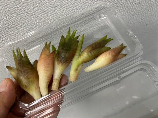 Bamboo shoots in a clear plastic container held by a hand against a white background