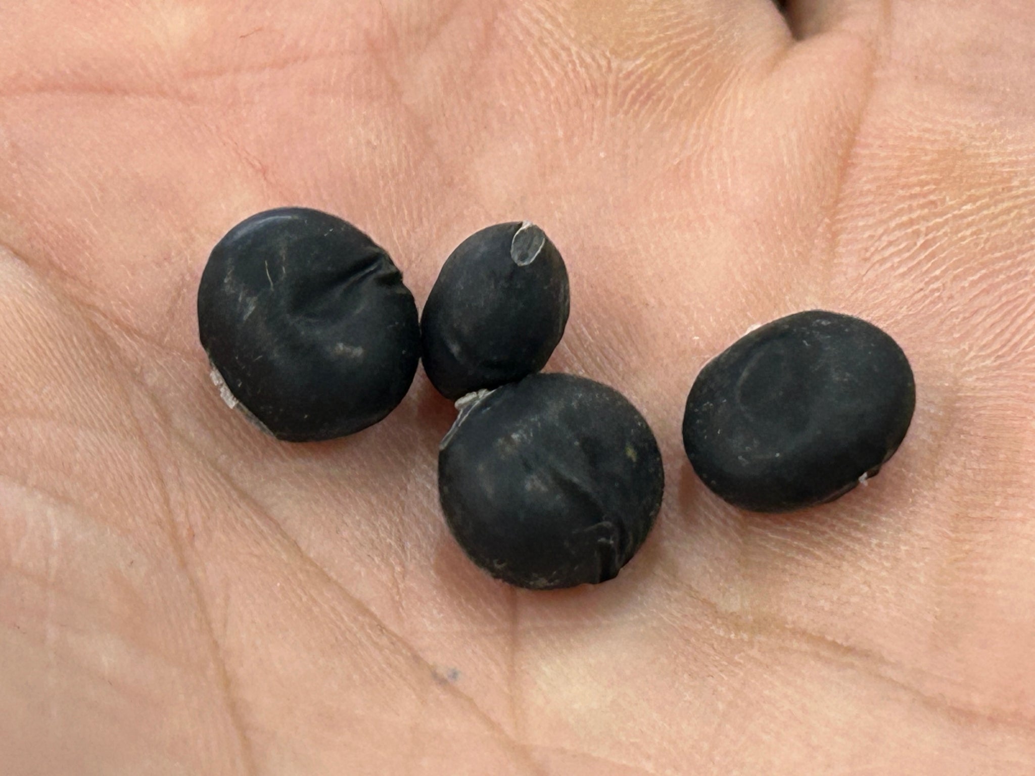 Dried Black Soybeans 