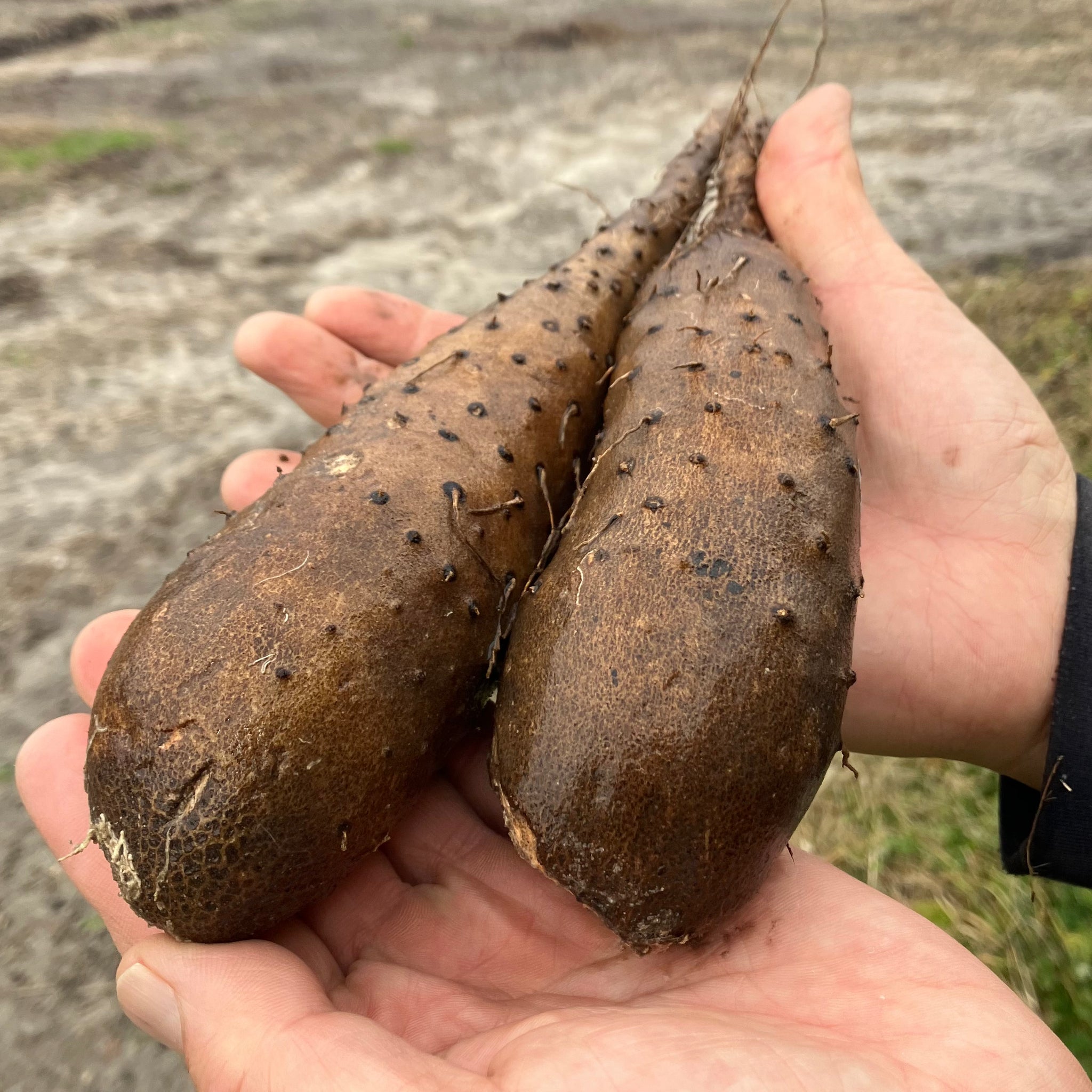 yamori  YAMAIMO (Japanese Yam) | Suzuki Farm | 1.2 lb