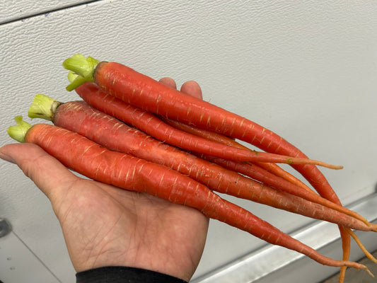 Small KINTOKI Red Carrot  | Suzuki Farm | 1.0 lb