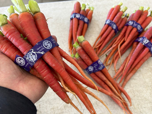 Small KINTOKI Red Carrot  | Suzuki Farm | 1.0 lb