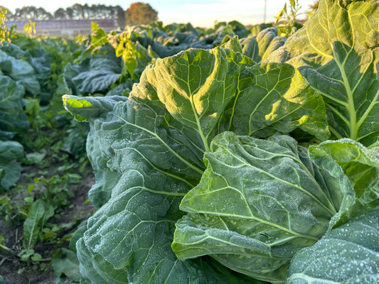 Sweet Cabbage (Japanese soft variety) | Suzuki Farm | 1 head