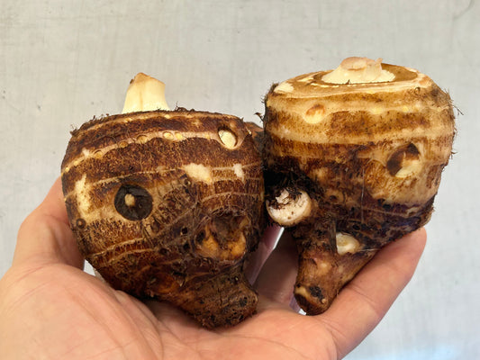 OYAIMO (SATOIMO taro corm) l Suzuki Farm l 2.0 LB