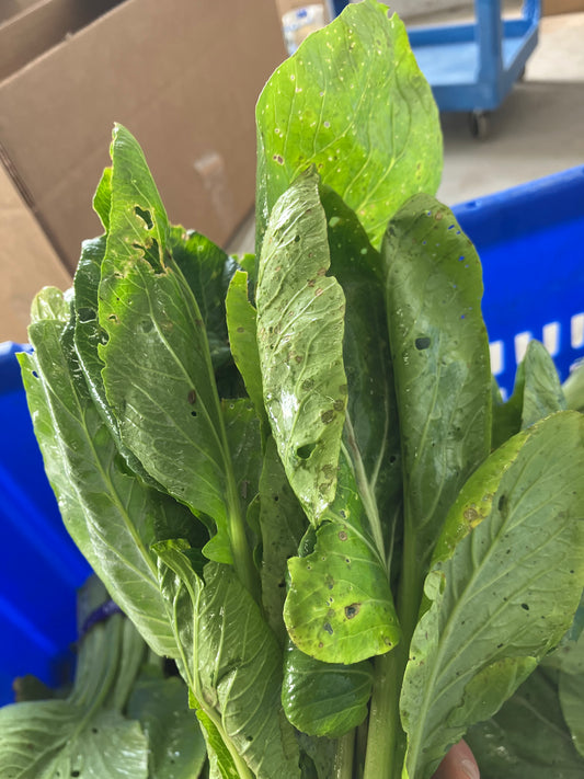 KOMATSUNA Leaves | Suzuki Farm | 1 bunch