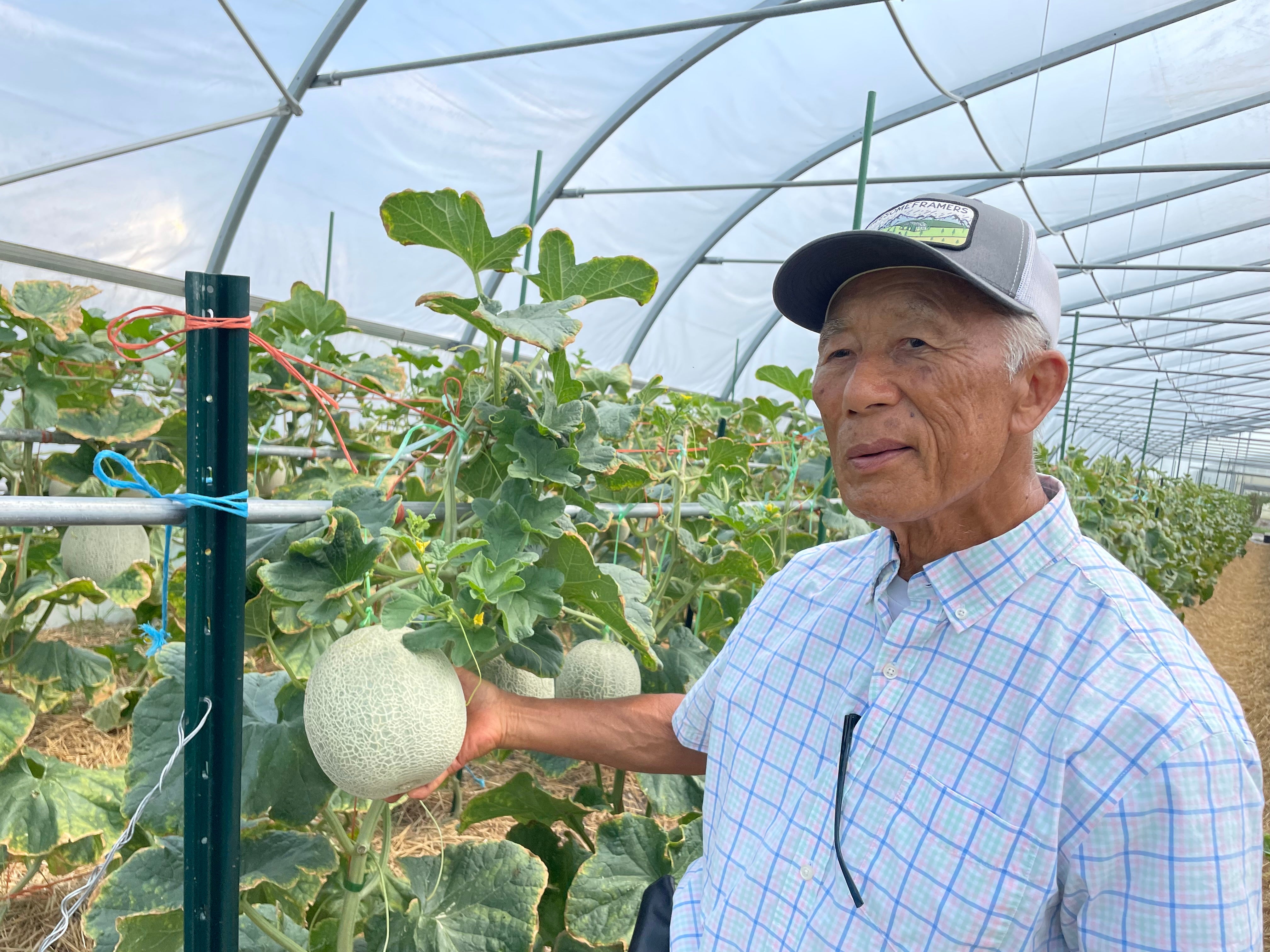 Section Farmland Pattern Musk Melon | Suzuki Farm | 1 pc (Premium)