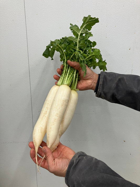 DAIKON Radish | Suzuki Farm | 2-3 pc