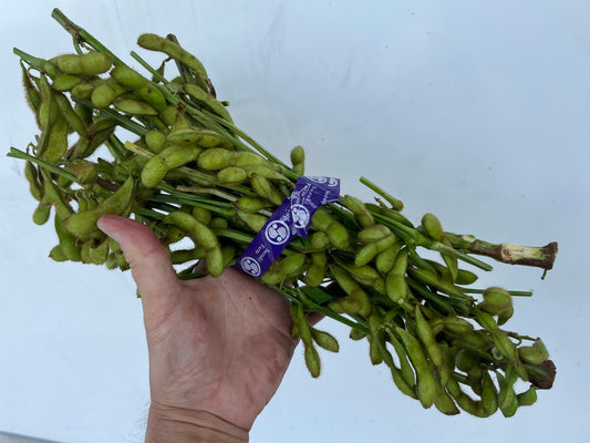 EDAMAME on the stem (Young Soybeans) | Suzuki Farm | 1 bunch