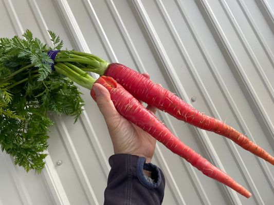 Kyoto Red Carrot "KINTOKI"  | Suzuki Farm | 1 bunch