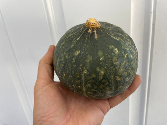 Small KABOCHA Squash | Suzuki Farm | 1 pc