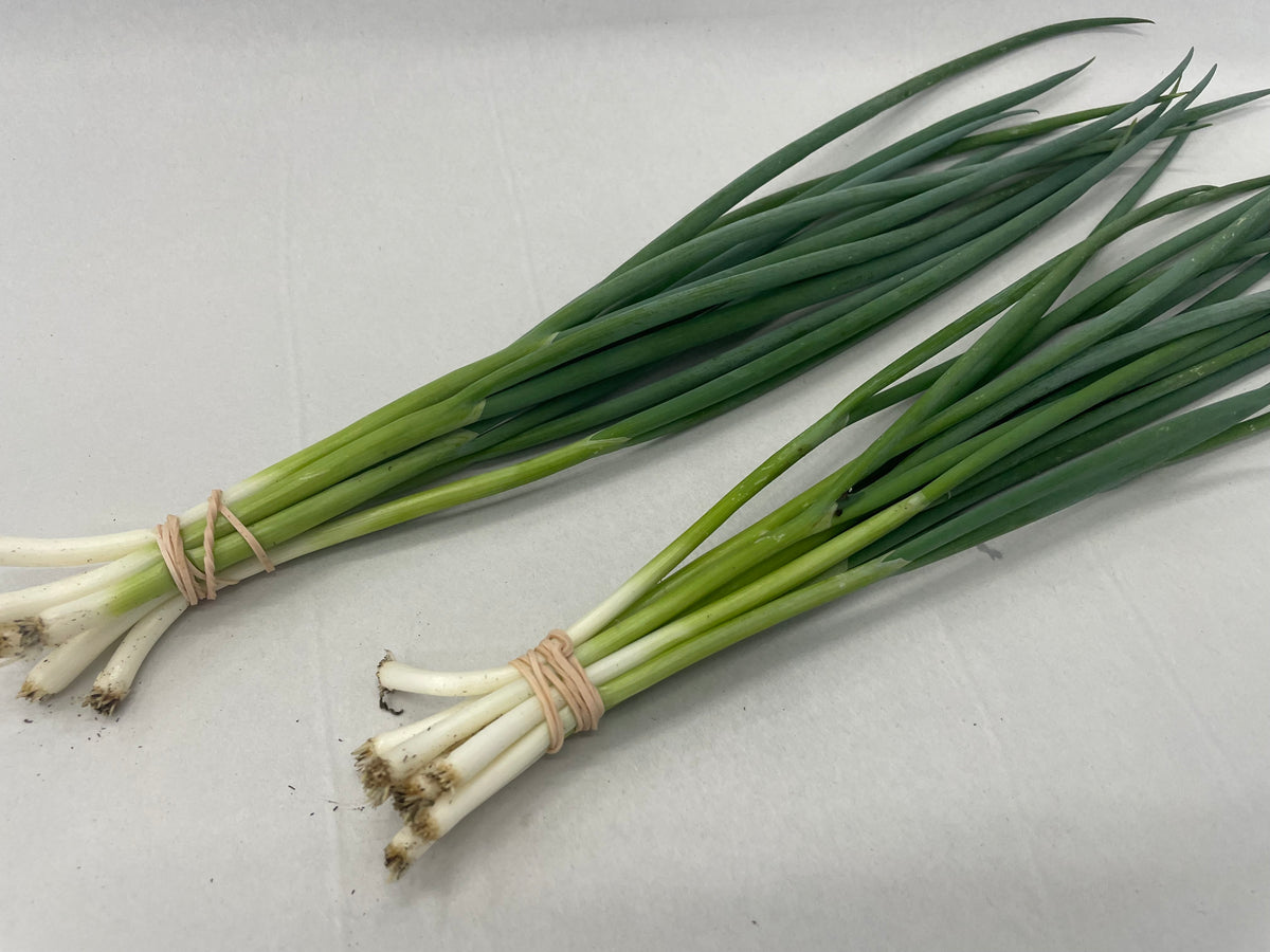 KONEGI Green onion | Suzuki Farm | 1 bunch