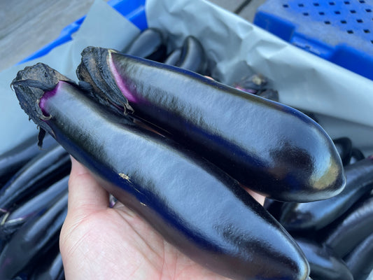 Person holding a dark purple eggplant with a blue container in the background
