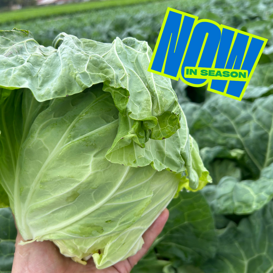 Sweet Cabbage (Japanese soft variety) | Suzuki Farm | 1 head