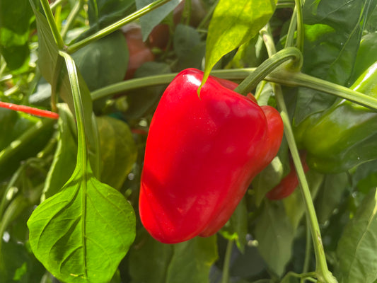 Red PEAMAN Bellpeppers | Suzuki Farm | 5-6 pc