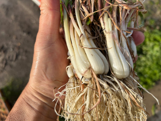 Unsorted RAKKYO, Scallion for pickles  | Suzuki Farm | 1 bunch