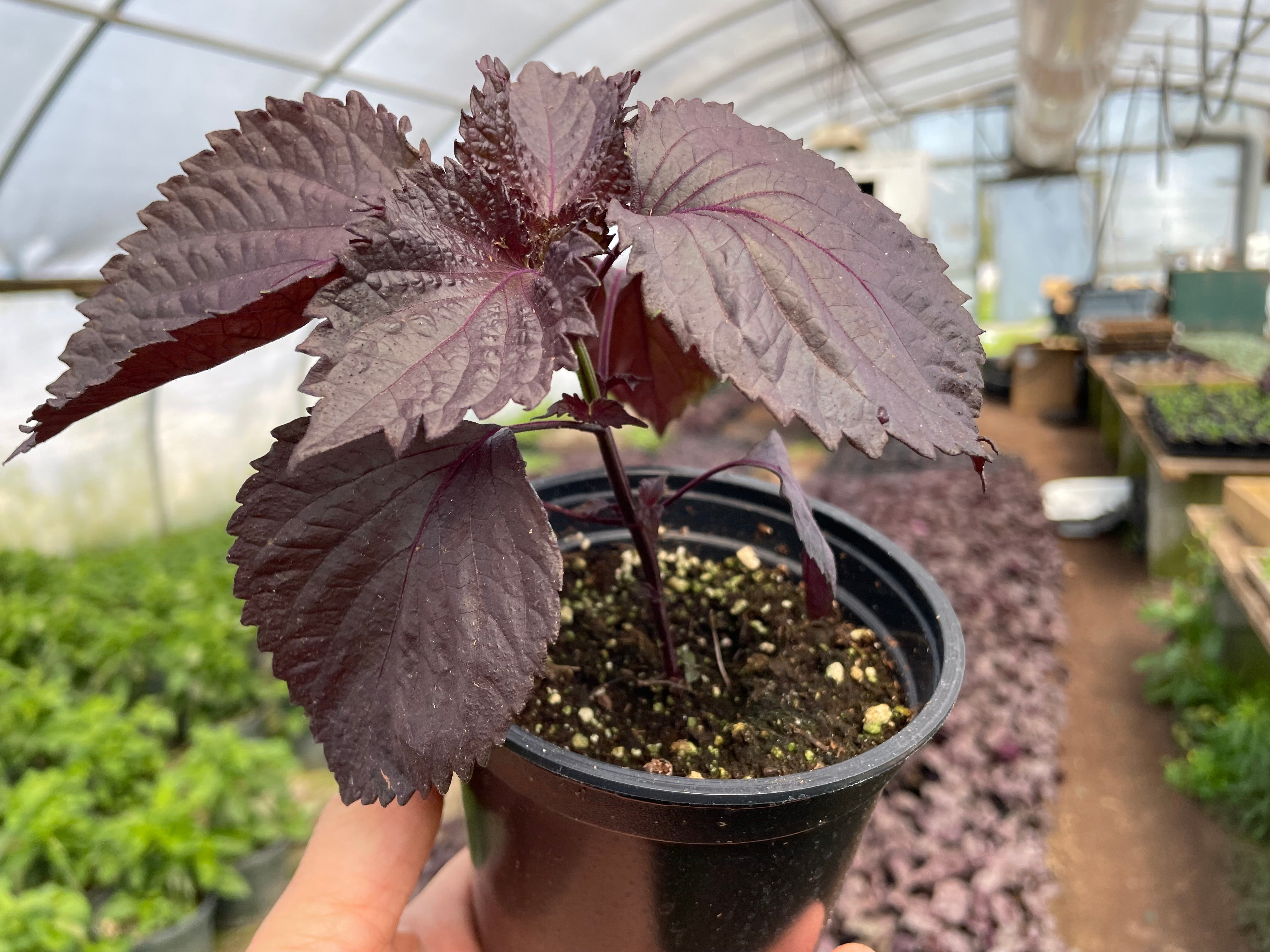 shiso leaf plant Red SHISO (Perilla) Seedlings | Suzuki Farm