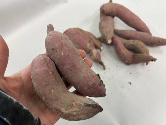 Small SATSUMAIMO Sweet potato l Suzuki Farm l 2.5 lb