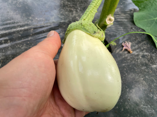 White Eggplant l Suzuki Farm l 1-2 pc