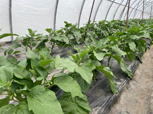 White Eggplant l Suzuki Farm l 1-2 pc