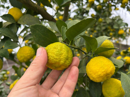 YUZU | Suzuki Farm | 1-2 pc