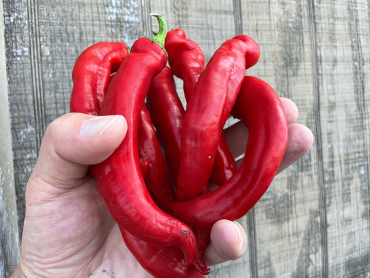 Red Manganji Pepper | Suzuki Farm | 0.35lb