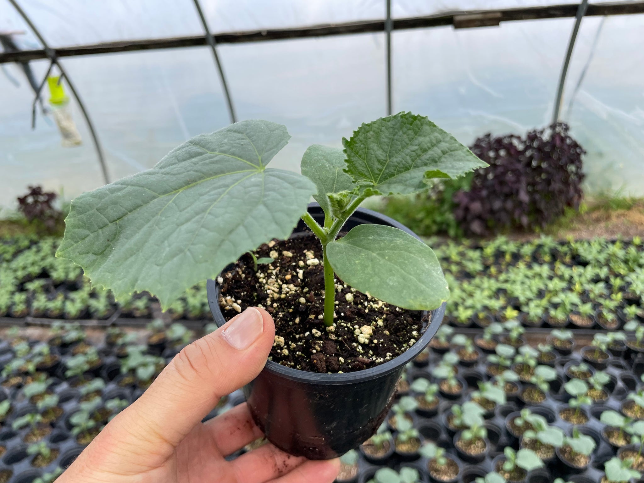 KYURI Cucumber Seedlings | Suzuki Farm | 1 POT