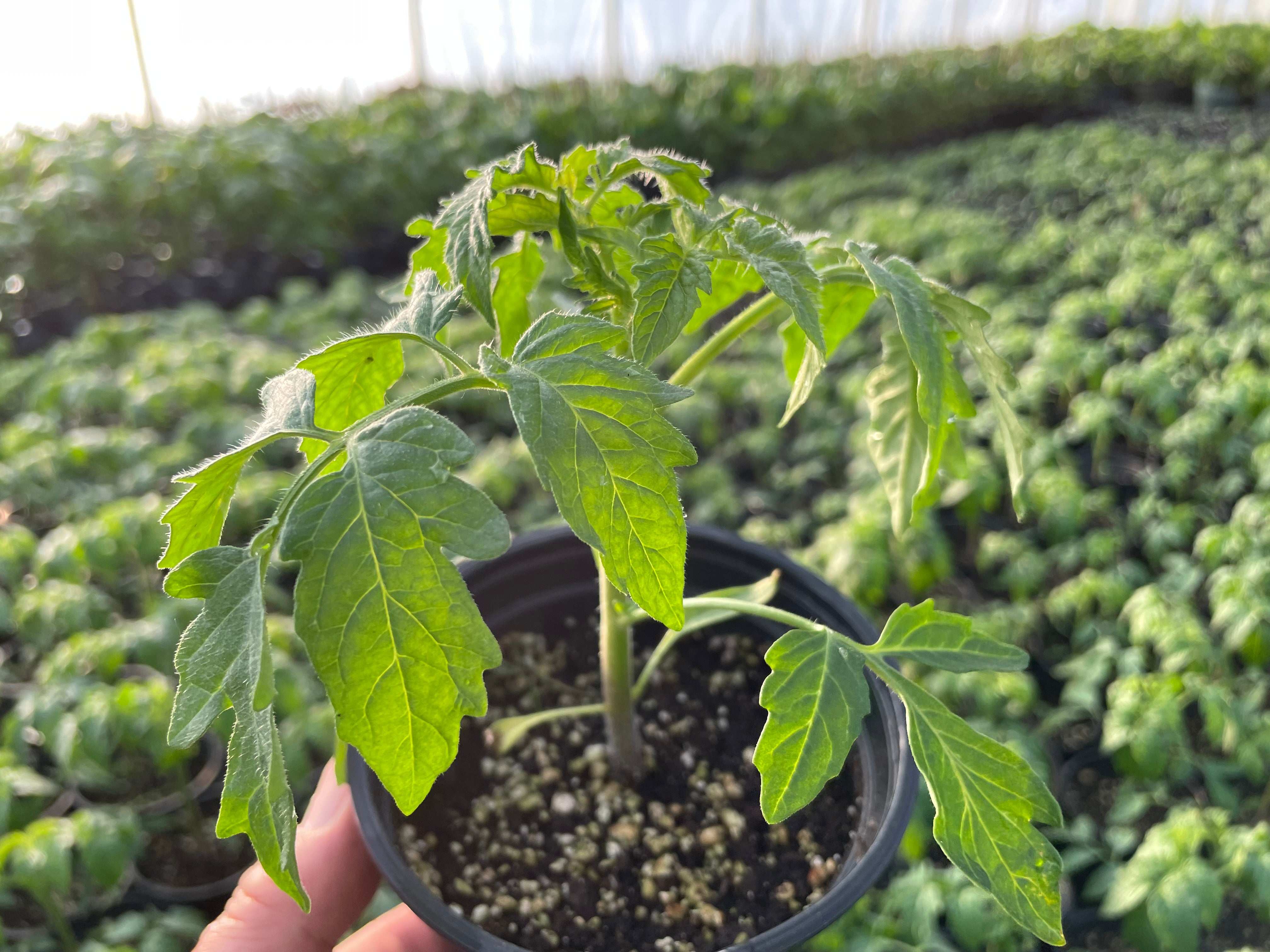 MOMOTARO Tomato Seedlings | Suzuki Farm | 1 pot