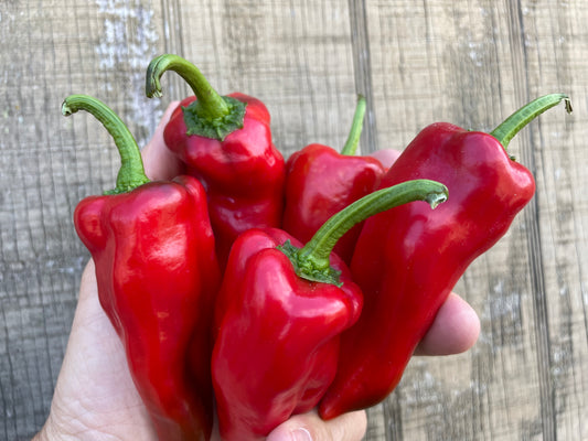Red PEAMAN Bellpeppers | Suzuki Farm | 5-6 pc