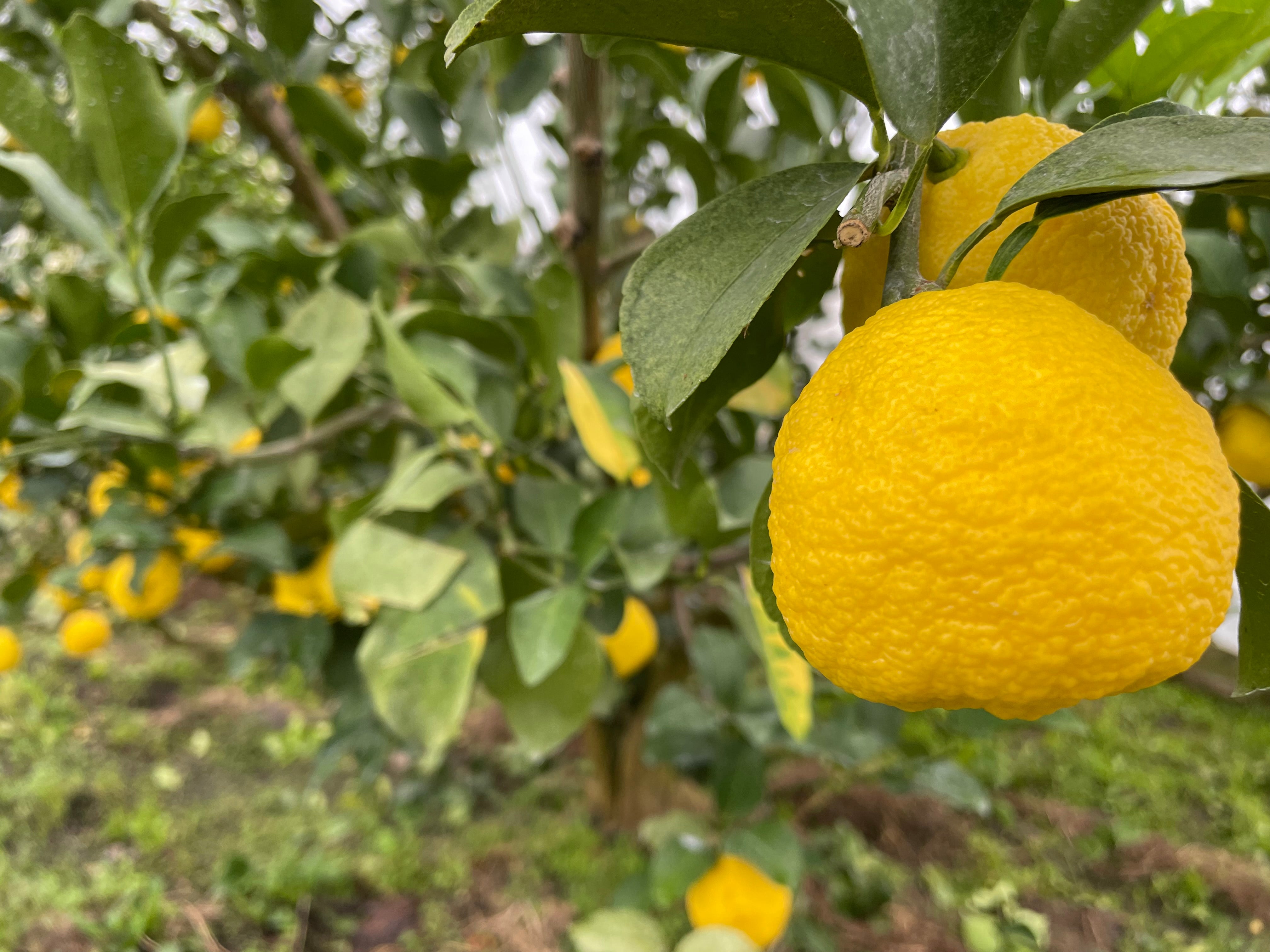 Yuzu: the citrus fruit that looks like it fell off a lorry