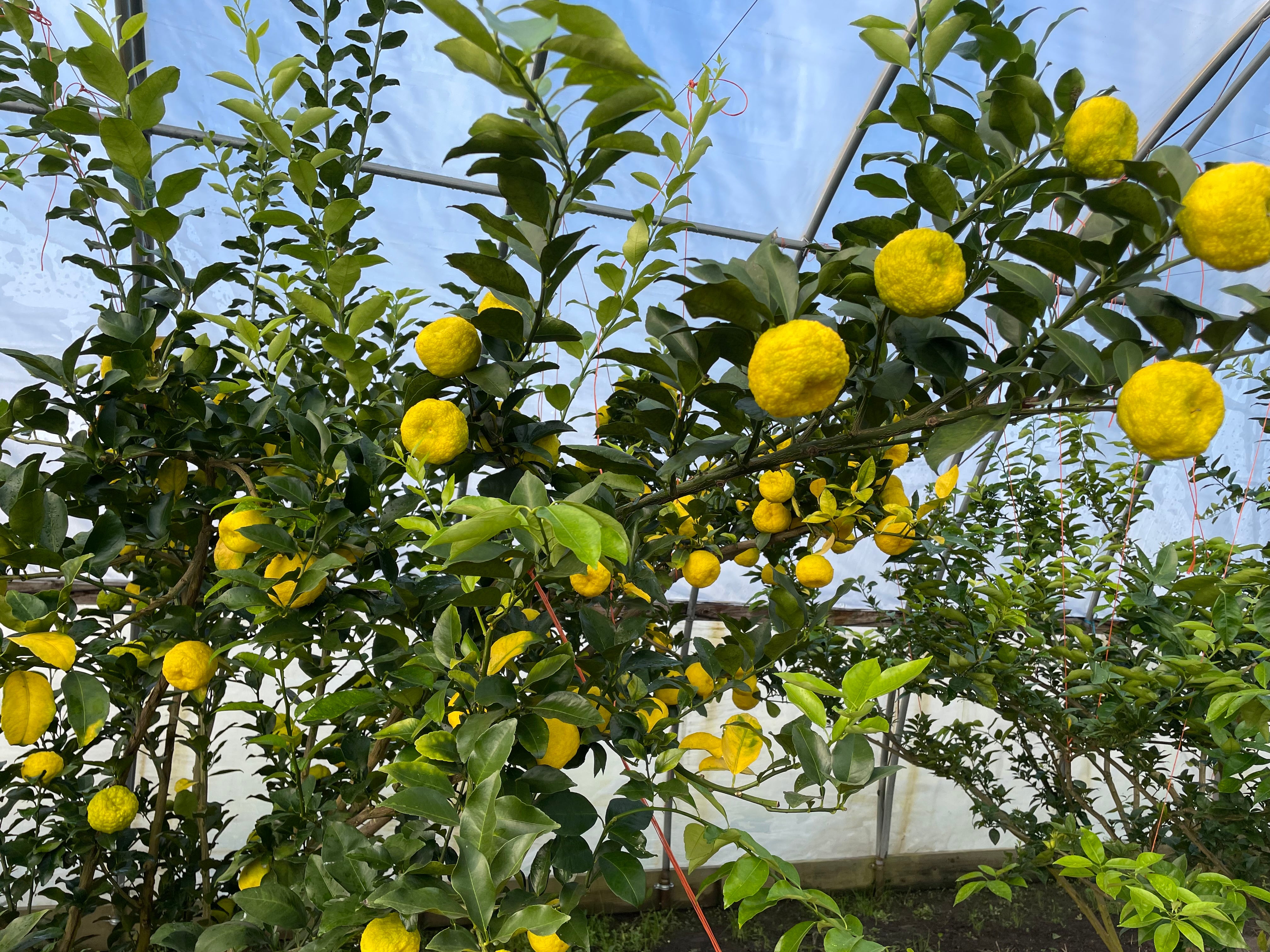 Yuzu Citrus Tree