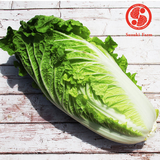 Napa Cabbage (HAKUSAI) | Suzuki Farm | 1 head
