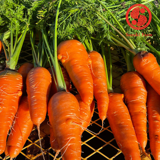 Carrot "Go-Sun" (Japanese Carrot)  | Suzuki Farm | 1 bunch