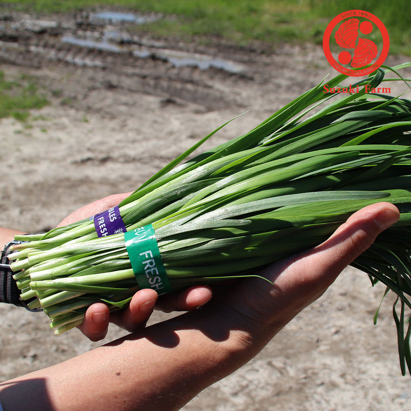 Nira (Garlic Chives) Suzuki Farm 1 bunch