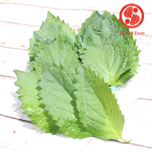 Green SHISO Leaf (OHBA, Perila) | Suzuki Farm | 10 pc x 2 bundle